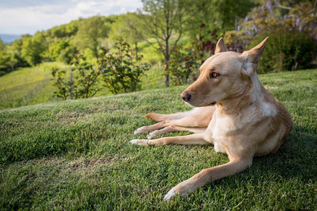 Penzion Le Cetinelle Greve in Chianti Exteriér fotografie